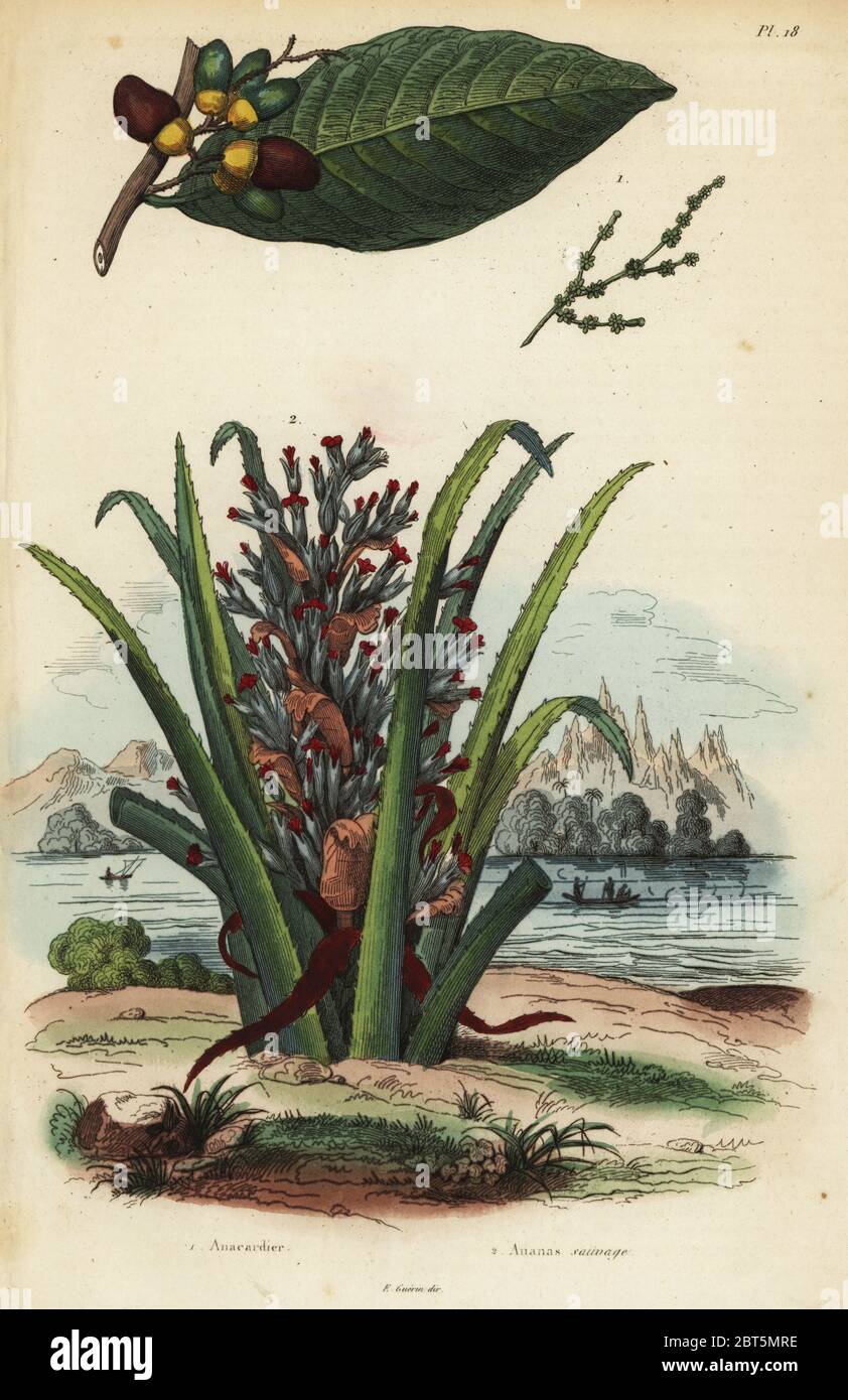 Écrou de marquage, Semecarpus anacardium 1 et de pingouin ou pinuela fruits, soupe de pinguin 2. Anacardier, ananas sauvage. Gravure coloriée de Felix-Edouard Guerin-Meneville's Dictionnaire pittoresque d'Histoire Naturelle (Dictionnaire pittoresque d'Histoire Naturelle), Paris, 1834-39. Banque D'Images