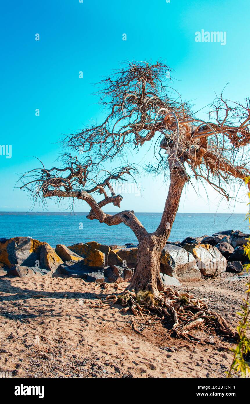 Arbre âgé à Colonia Del Sacramento, Uruguay avec vue sur le Rio de la Plata. Banque D'Images
