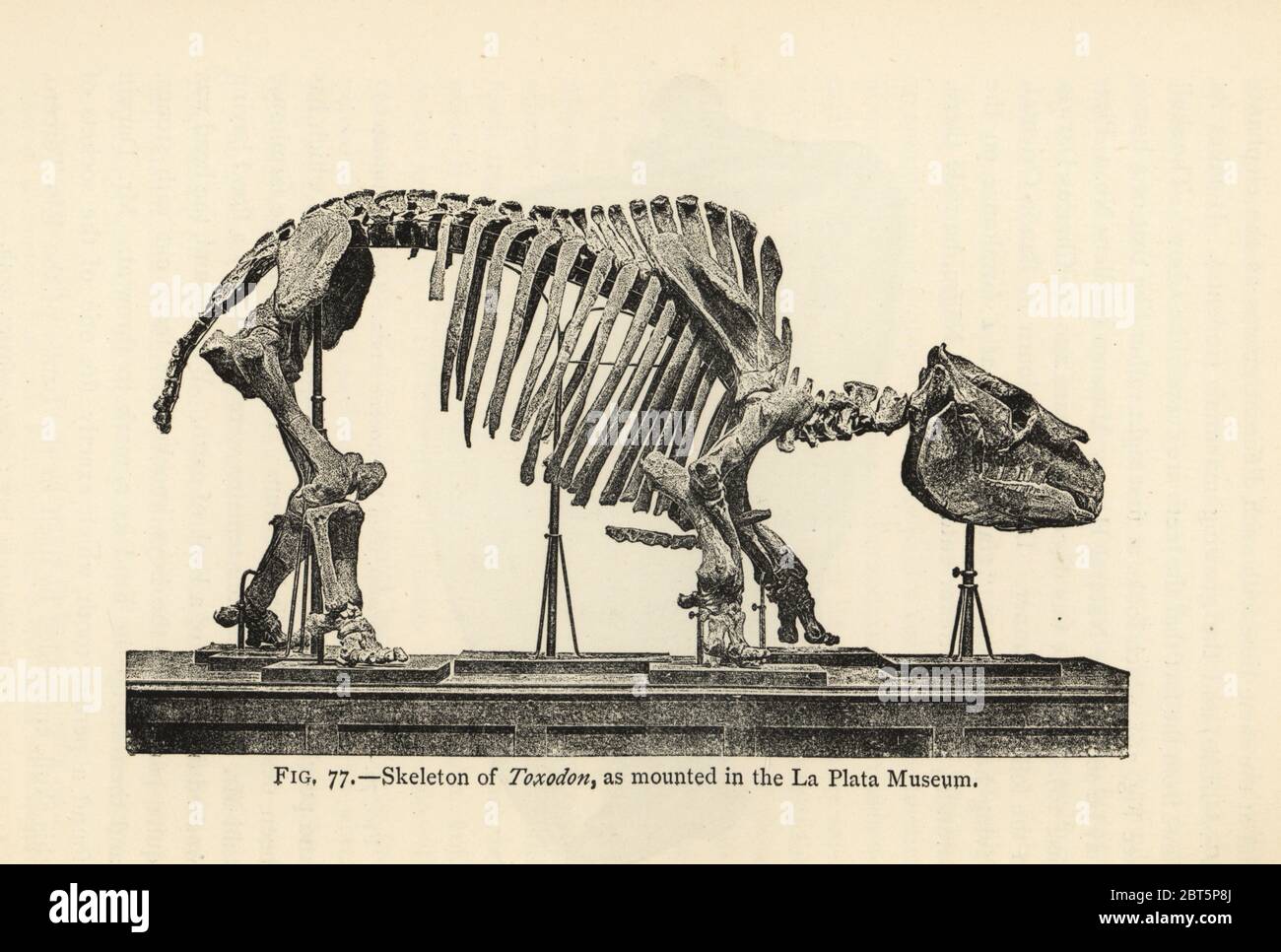 Squelette fossile de Toxodon platensis, un mammifère éteint, tel qu'il est monté au Musée de la Plata. Du Miocène tardif à l'Holocène moyen. Illustration de Henry Neville Hutchinsons créatures d'autres jours, études populaires en paléontologie, Chapman and Hall, Londres, 1896. Banque D'Images