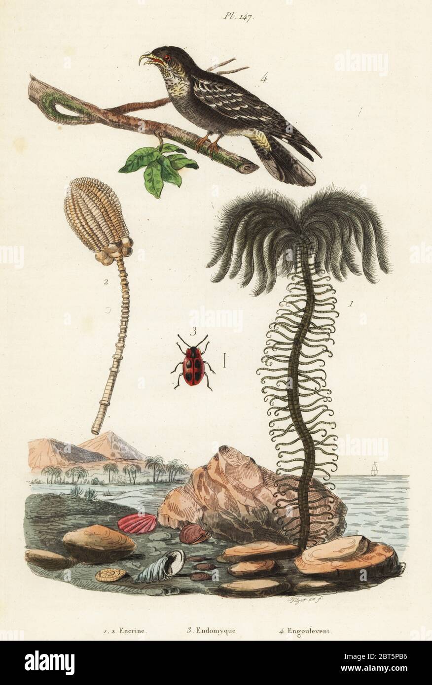 Fossiles d'espèces éteintes encrinus 1,2, faux coccinelle, Endomycus coccineus 3, et européennes, engoulevent Caprimulgus europaeus 4. Encrine, Endomyque, Engoulevent. Gravure coloriée par Pfitzer Felix-Edouard Guerin-Meneville de's Dictionnaire pittoresque d'Histoire Naturelle (Dictionnaire pittoresque d'Histoire Naturelle), Paris, 1834-39. Banque D'Images