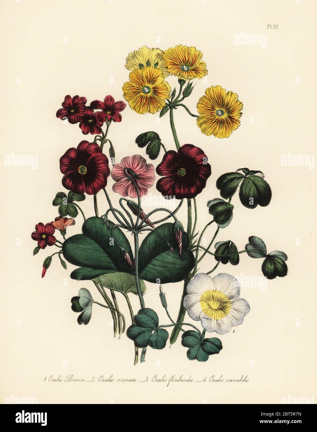 M. Bowie, oxalis Oxalis bowiei, l'oxalide de Dillénius festonnés, Oxalis crenata, beaucoup de fleurs, de l'oxalis Oxalis floribunda, et variable, l'oxalis Oxalis variabilis. Handfinished chromolithographie par Henry Noel Humphreys après une illustration par Jane Loudon de Loudon Madame Jane's Ladies jardin fleuri de plantes ornementales vivaces, William S. Orr, Londres, 1849. Banque D'Images