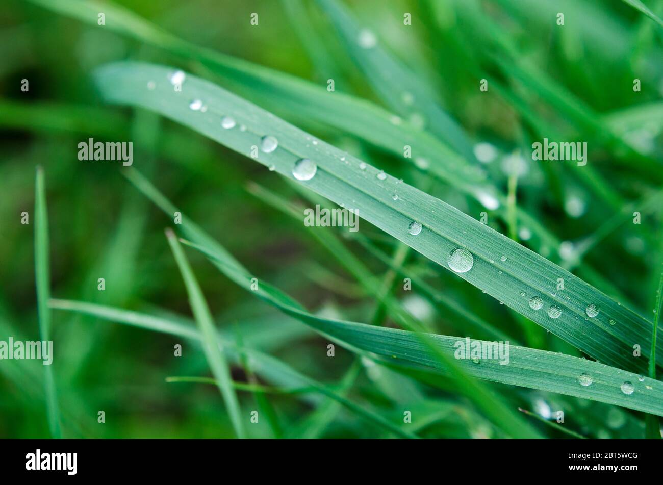 La pluie s'abaisse légèrement sur la mise au point grass.selective verte. Macro Banque D'Images