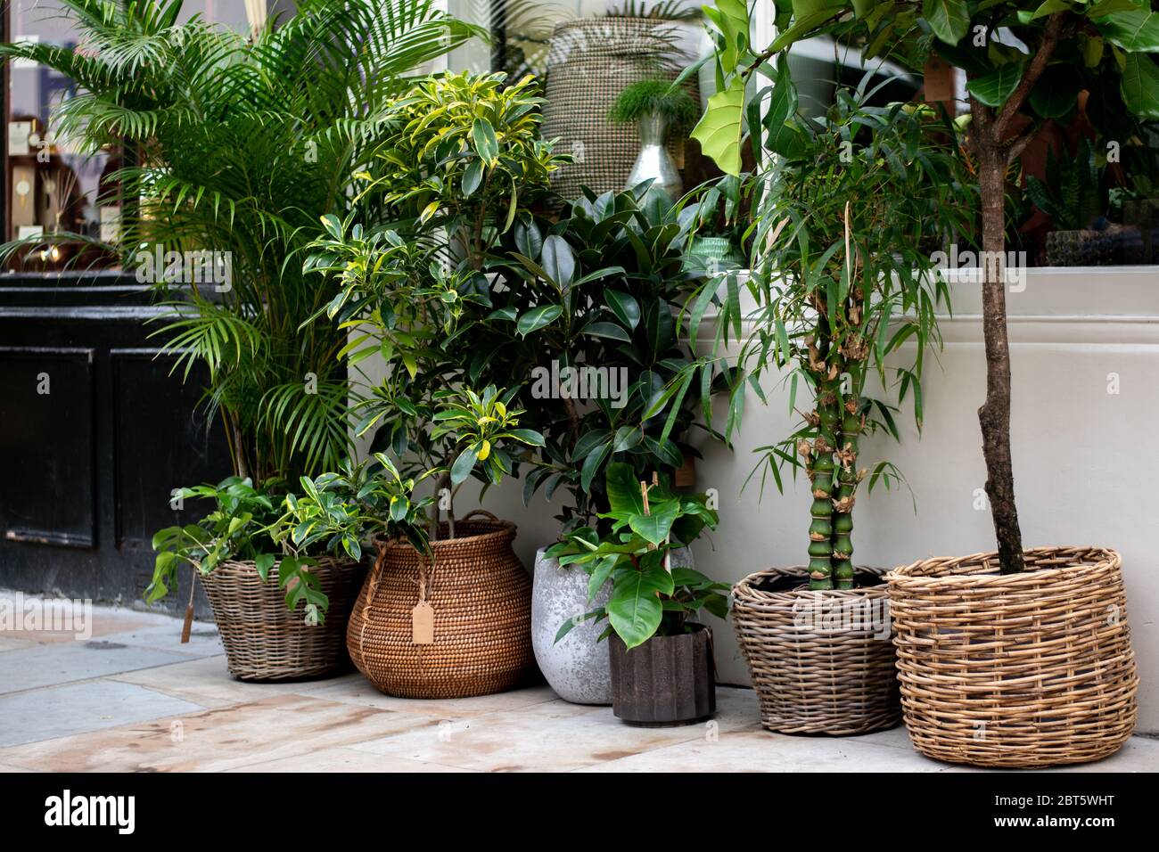 Une collection de plantes en vente à l'extérieur d'une boutique d'usines de Londres. Banque D'Images