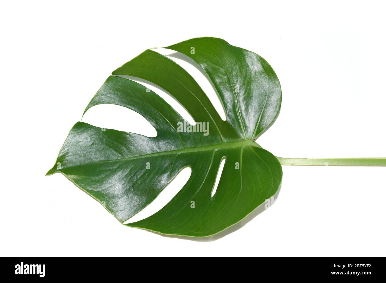 Feuille d'une plante monstère sur fond blanc Banque D'Images