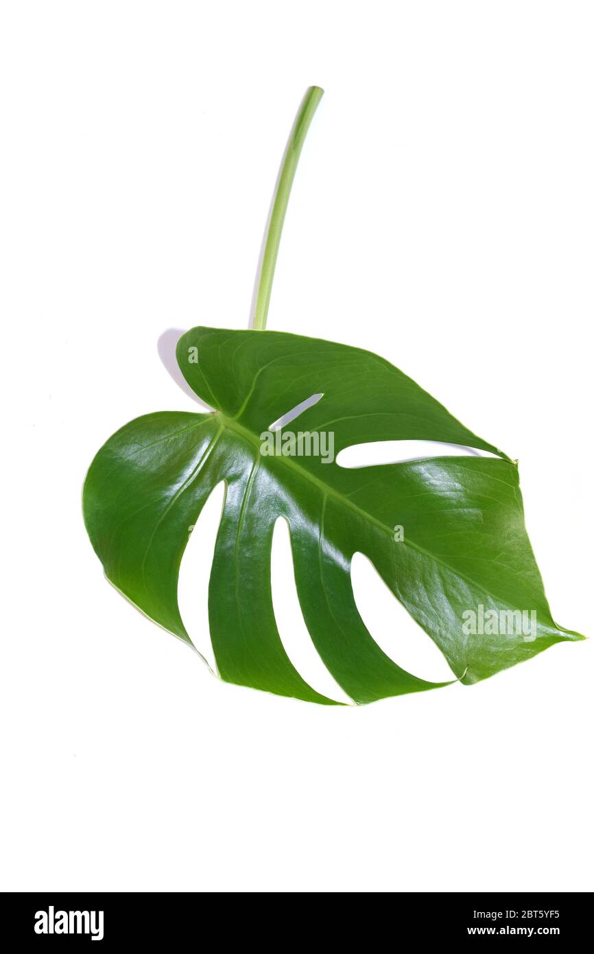 Feuille d'une plante monstère sur fond blanc Banque D'Images