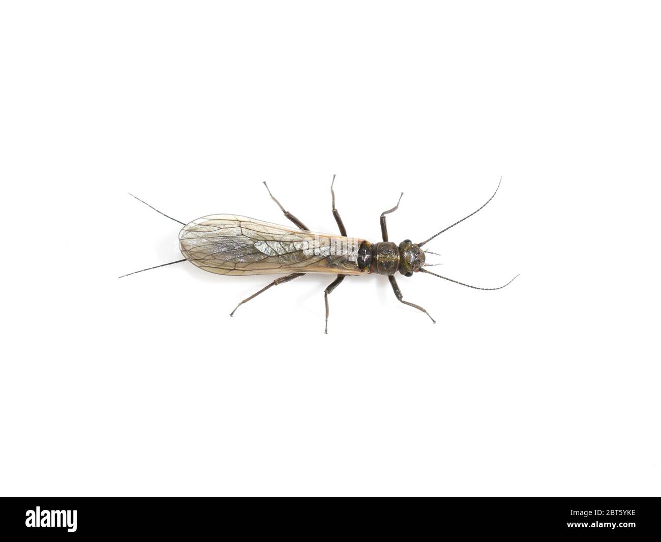 Insecte de plecoptera en grès isolé sur fond blanc Banque D'Images