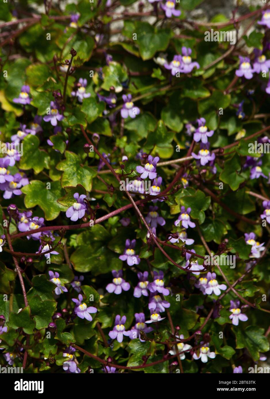 Le délicat laque à feuilles d'Ivy est un colonisateur robuste d'habitats rocheux sujets à des températures extrêmes et à la disponibilité de l'eau, y compris an Banque D'Images