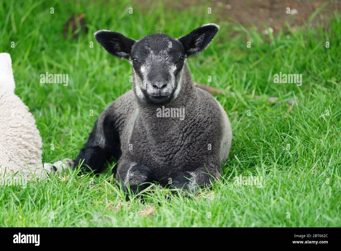 Bébé agneau noir assis sur l'herbe verte Banque D'Images