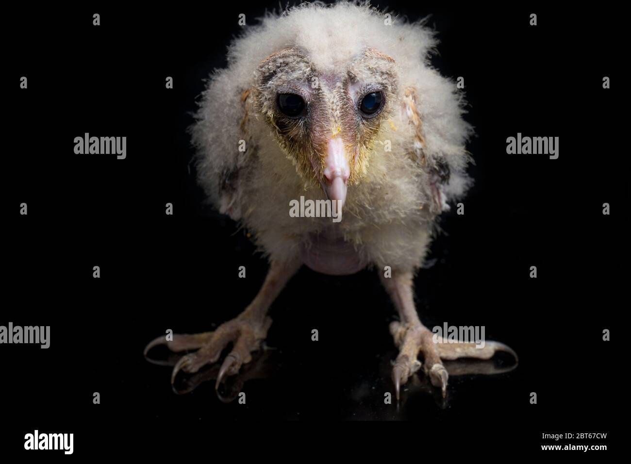 Un poussin de Barn Owl tyto alba isolé sur fond noir Banque D'Images Un poussin de Barn Owl tyto alba isolé sur fond noir Banque D'Images