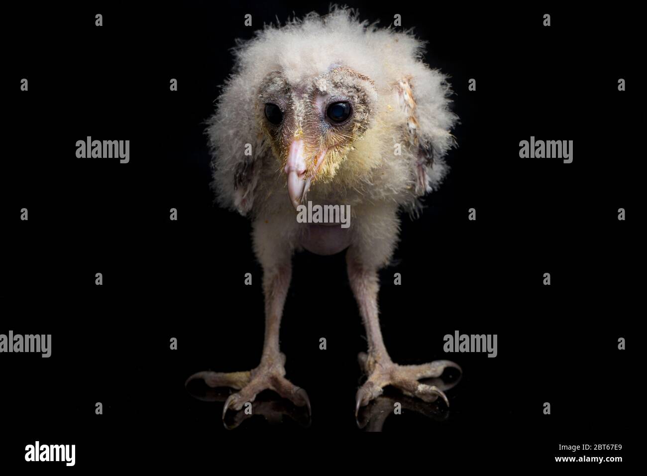 Un poussin de Barn Owl tyto alba isolé sur fond noir Banque D'Images Un poussin de Barn Owl tyto alba isolé sur fond noir Banque D'Images