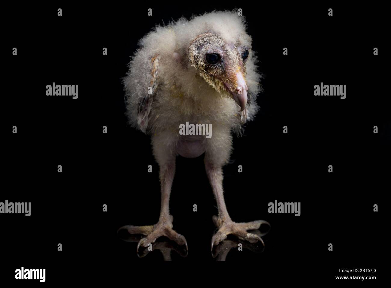 Un poussin de Barn Owl tyto alba isolé sur fond noir Banque D'Images Un poussin de Barn Owl tyto alba isolé sur fond noir Banque D'Images
