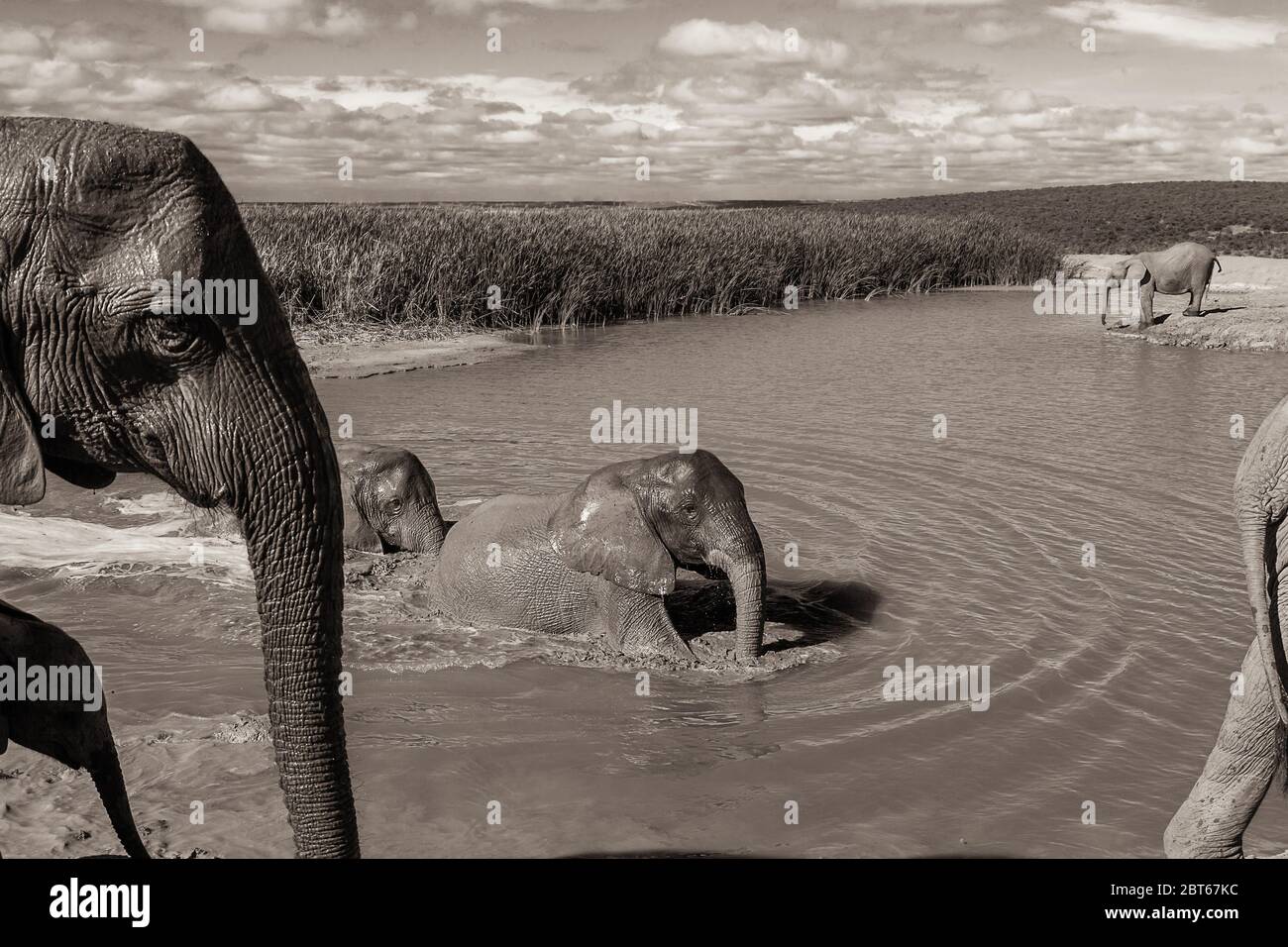 Troupeau reproducteur d'éléphants Loxodonta Africana en jeu dans un barrage du parc des éléphants d'Addo, province du Cap oriental, Afrique du Sud Banque D'Images