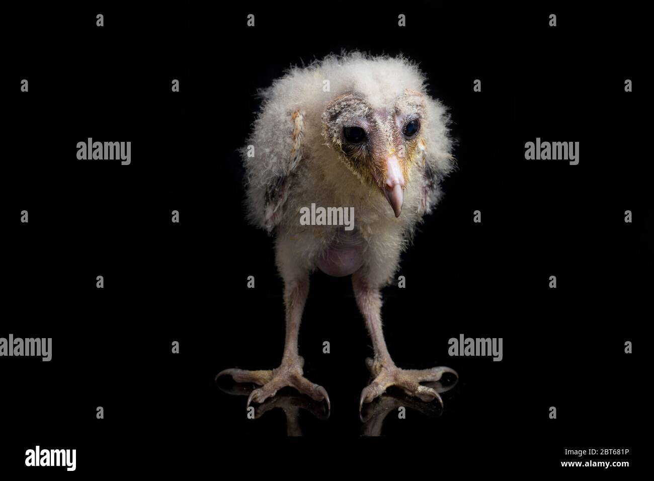 Un poussin de Barn Owl tyto alba isolé sur fond noir Banque D'Images Un poussin de Barn Owl tyto alba isolé sur fond noir Banque D'Images