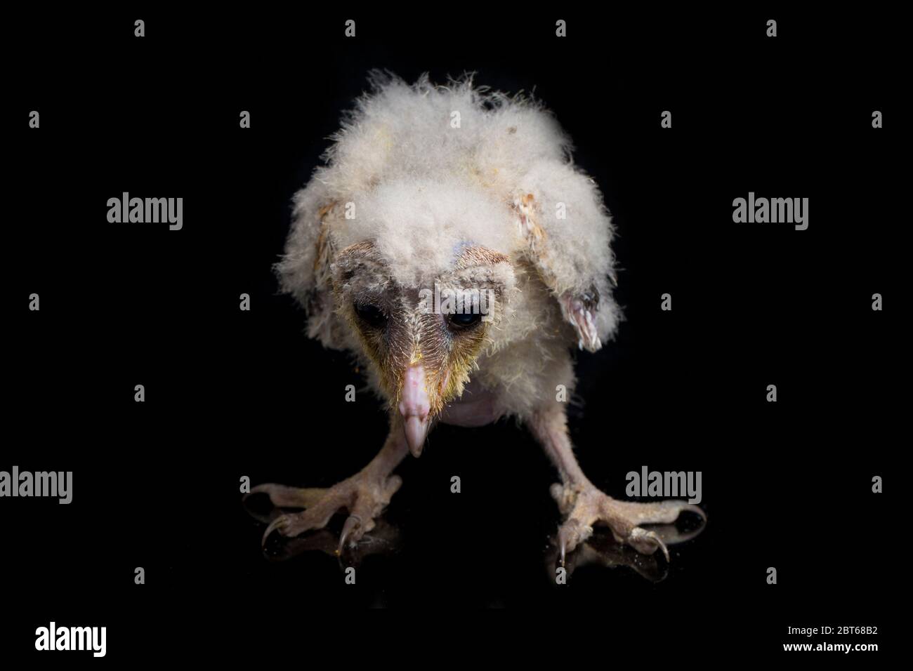 Un poussin de Barn Owl tyto alba isolé sur fond noir Banque D'Images Un poussin de Barn Owl tyto alba isolé sur fond noir Banque D'Images