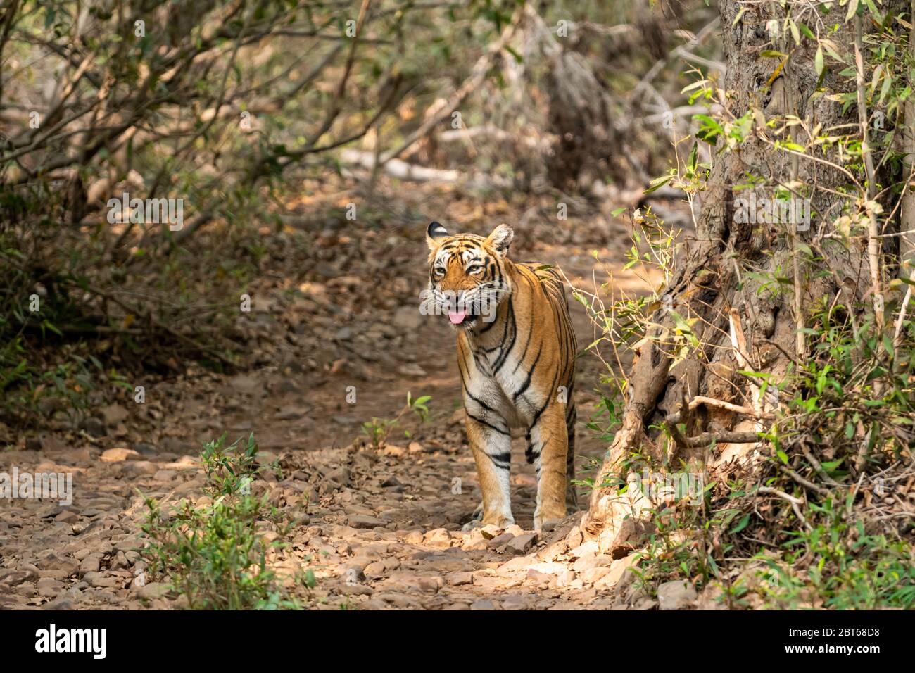 réponse des jeunes hommes tigres sauvages au parc national de ranthambore en inde Banque D'Images