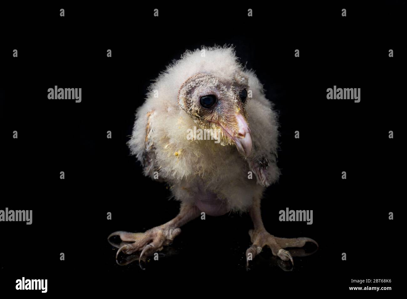 Un poussin de Barn Owl tyto alba isolé sur fond noir Banque D'Images Un poussin de Barn Owl tyto alba isolé sur fond noir Banque D'Images