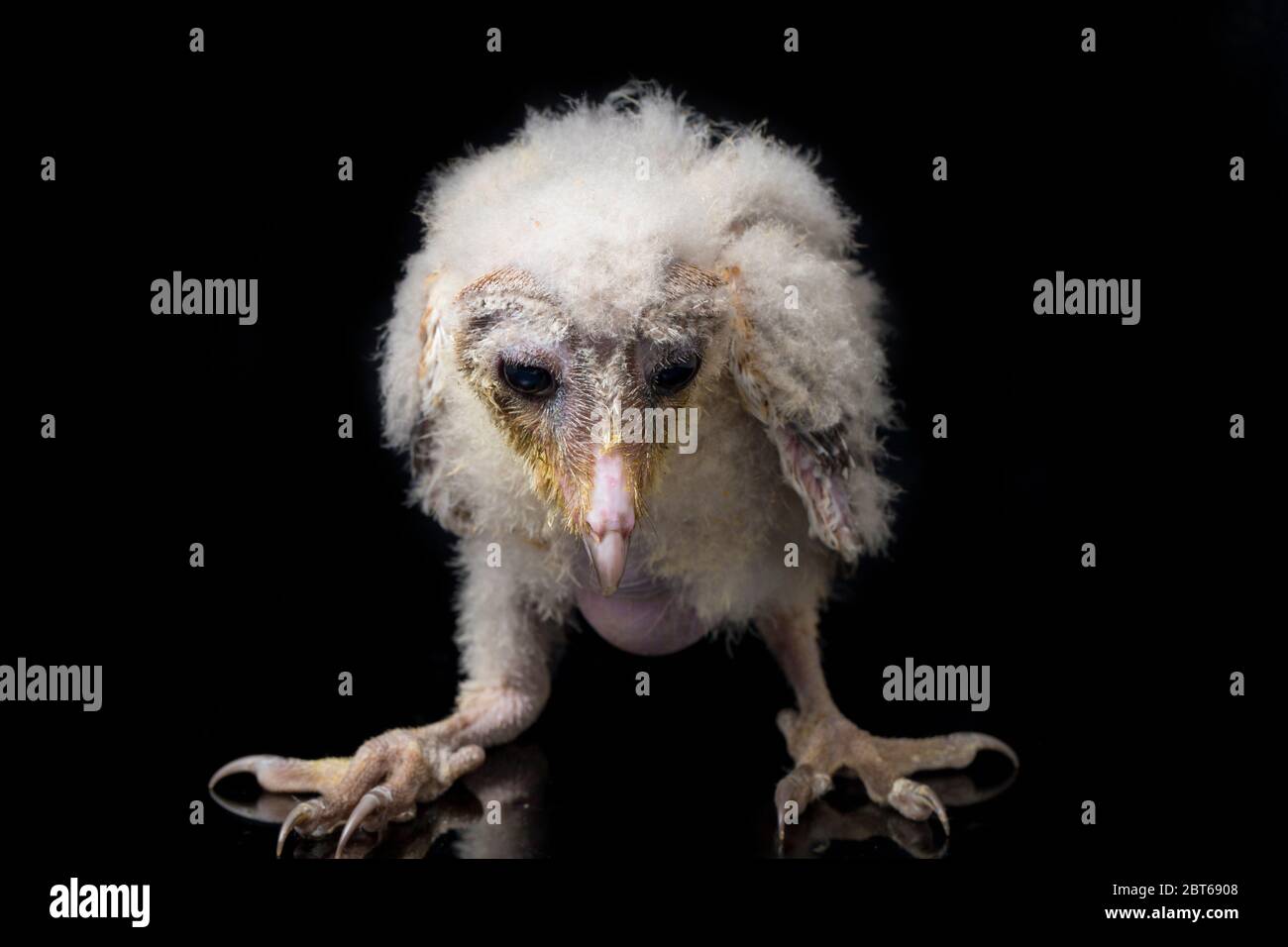 Un poussin de Barn Owl tyto alba isolé sur fond noir Banque D'Images Un poussin de Barn Owl tyto alba isolé sur fond noir Banque D'Images