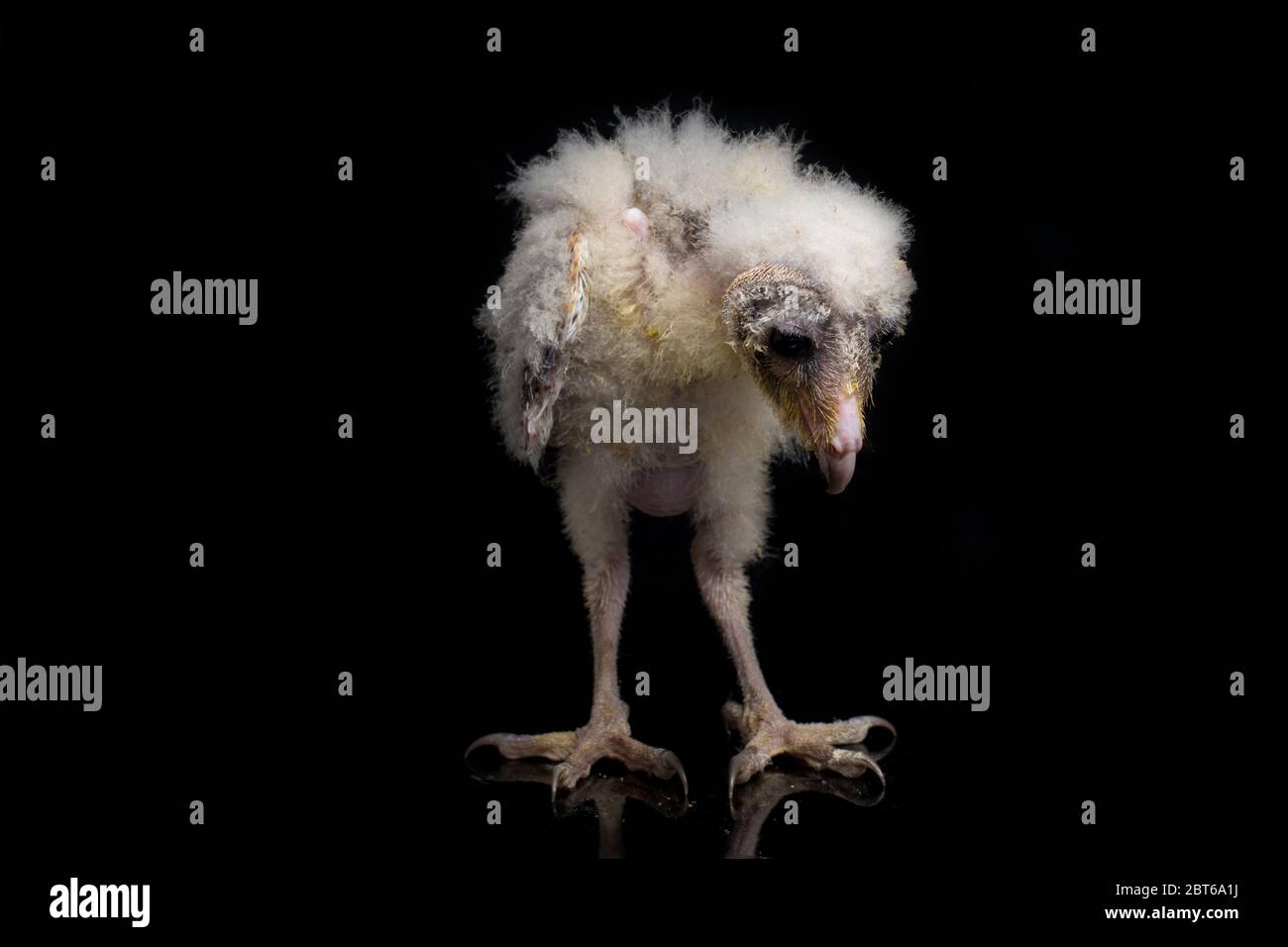 Un poussin de Barn Owl tyto alba isolé sur fond noir Banque D'Images Un poussin de Barn Owl tyto alba isolé sur fond noir Banque D'Images