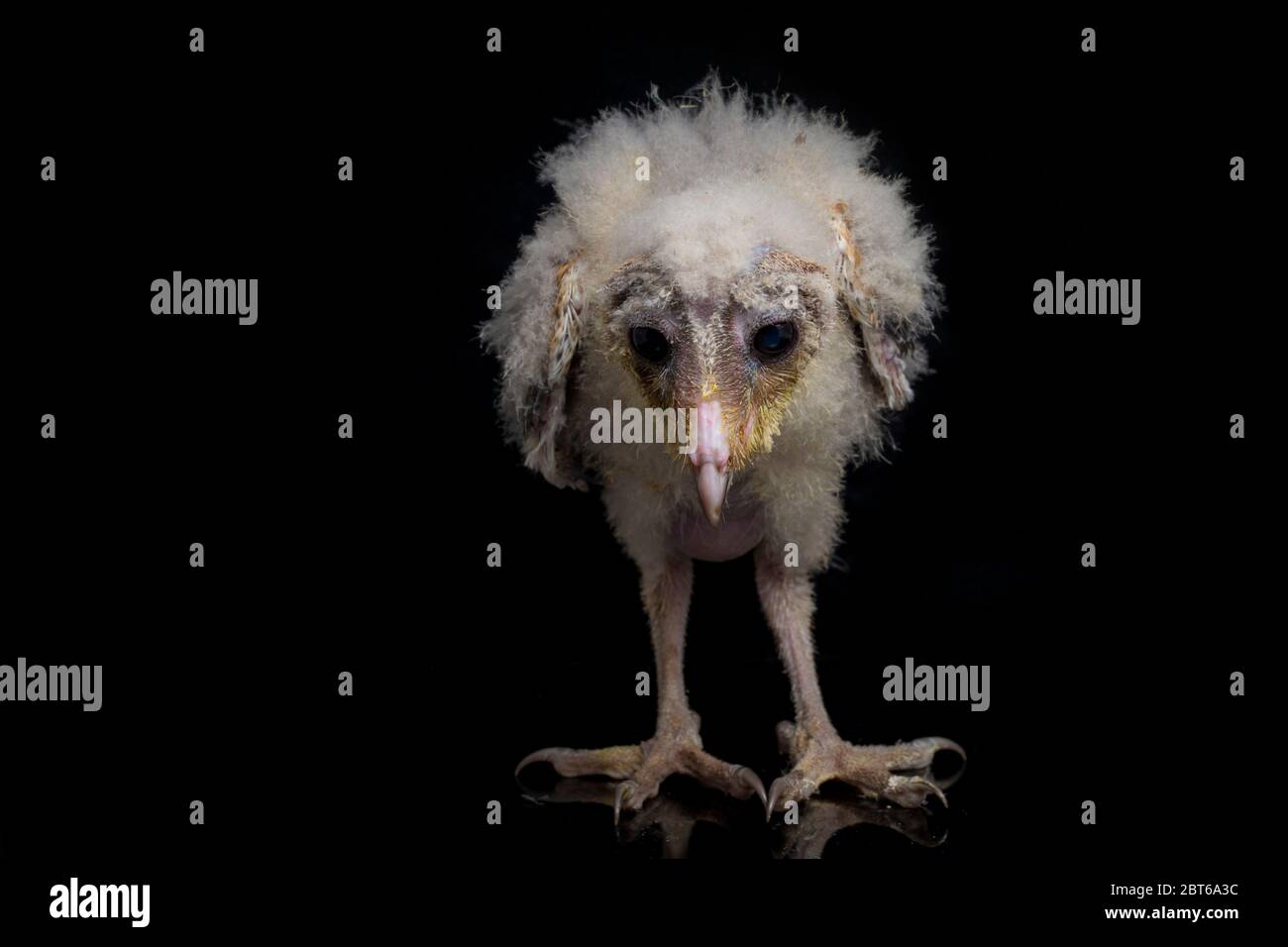 Un poussin de Barn Owl tyto alba isolé sur fond noir Banque D'Images Un poussin de Barn Owl tyto alba isolé sur fond noir Banque D'Images