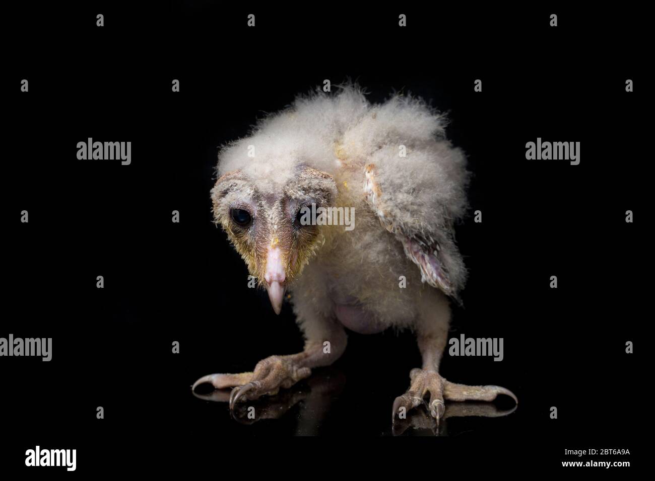 Un poussin de Barn Owl tyto alba isolé sur fond noir Banque D'Images Un poussin de Barn Owl tyto alba isolé sur fond noir Banque D'Images