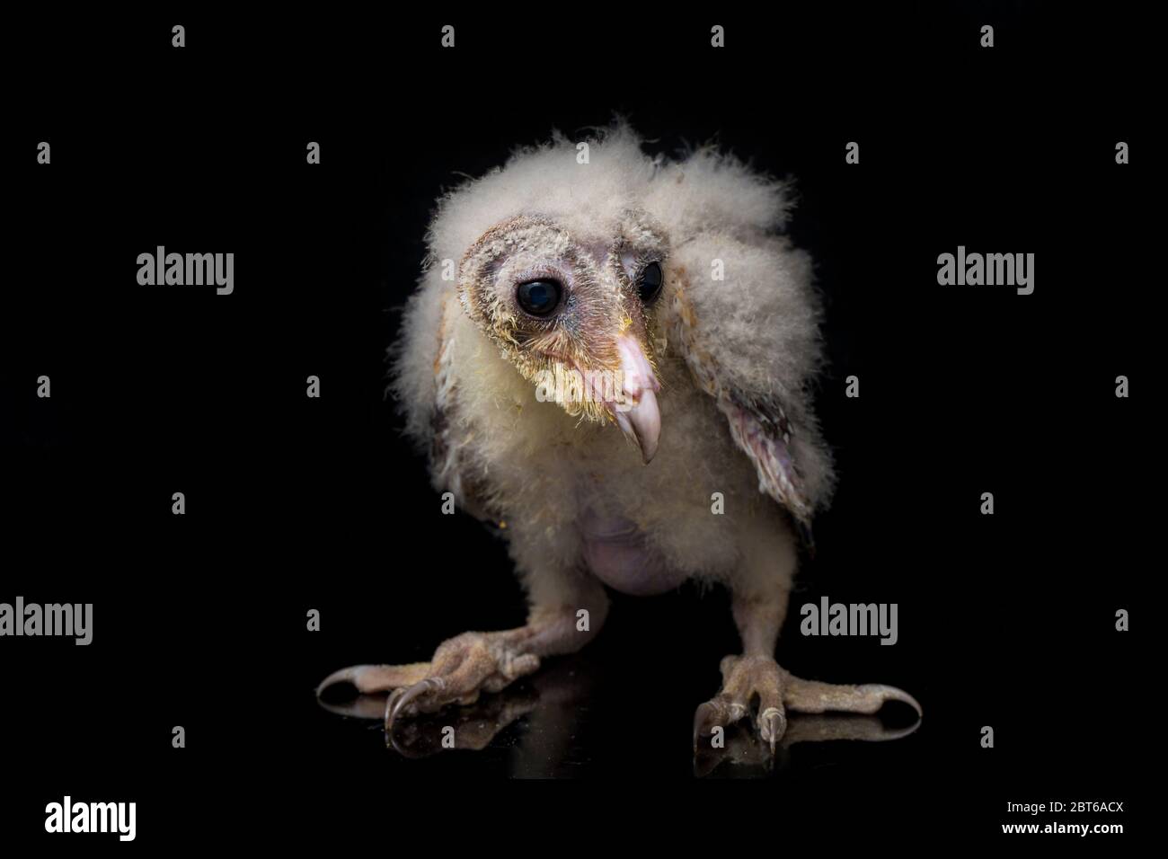 Un poussin de Barn Owl tyto alba isolé sur fond noir Banque D'Images Un poussin de Barn Owl tyto alba isolé sur fond noir Banque D'Images