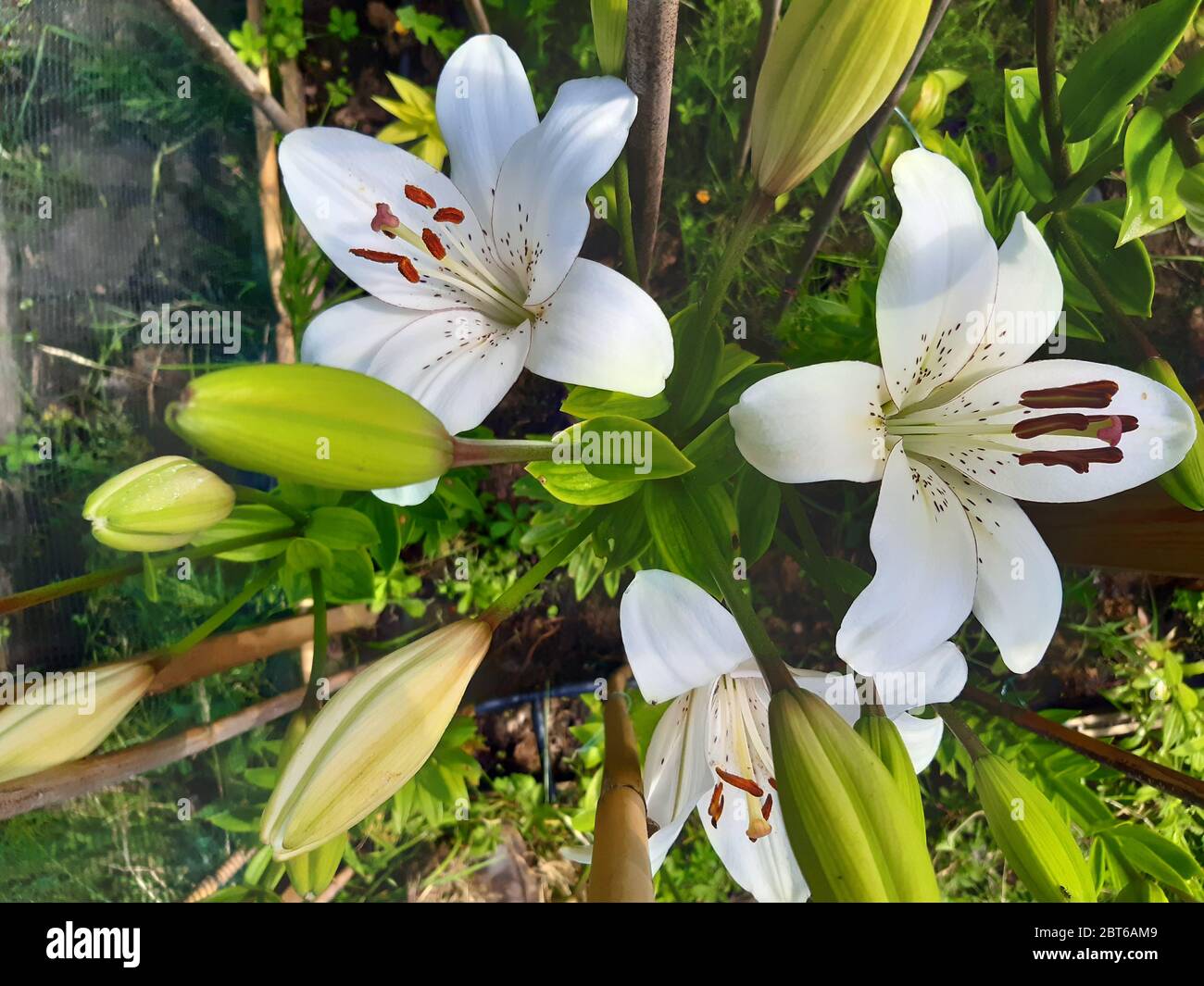 L'eyeliner Lilium Banque D'Images
