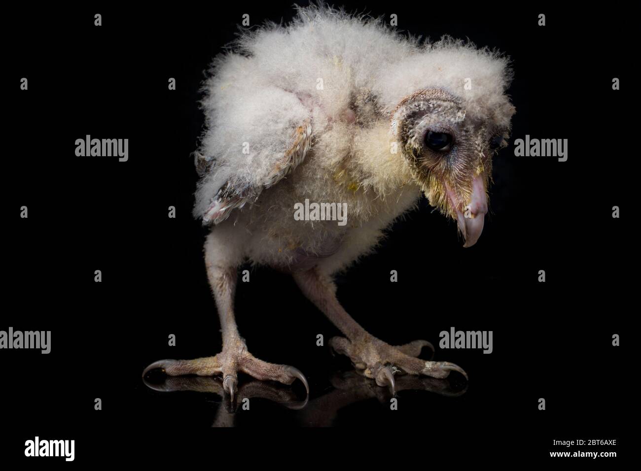 Un poussin de Barn Owl tyto alba isolé sur fond noir Banque D'Images Un poussin de Barn Owl tyto alba isolé sur fond noir Banque D'Images