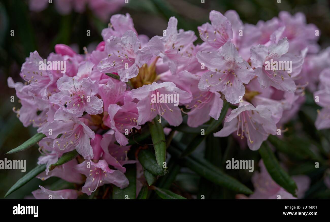 Fleur rose de rhododendron maquinoi luxuriante Banque D'Images