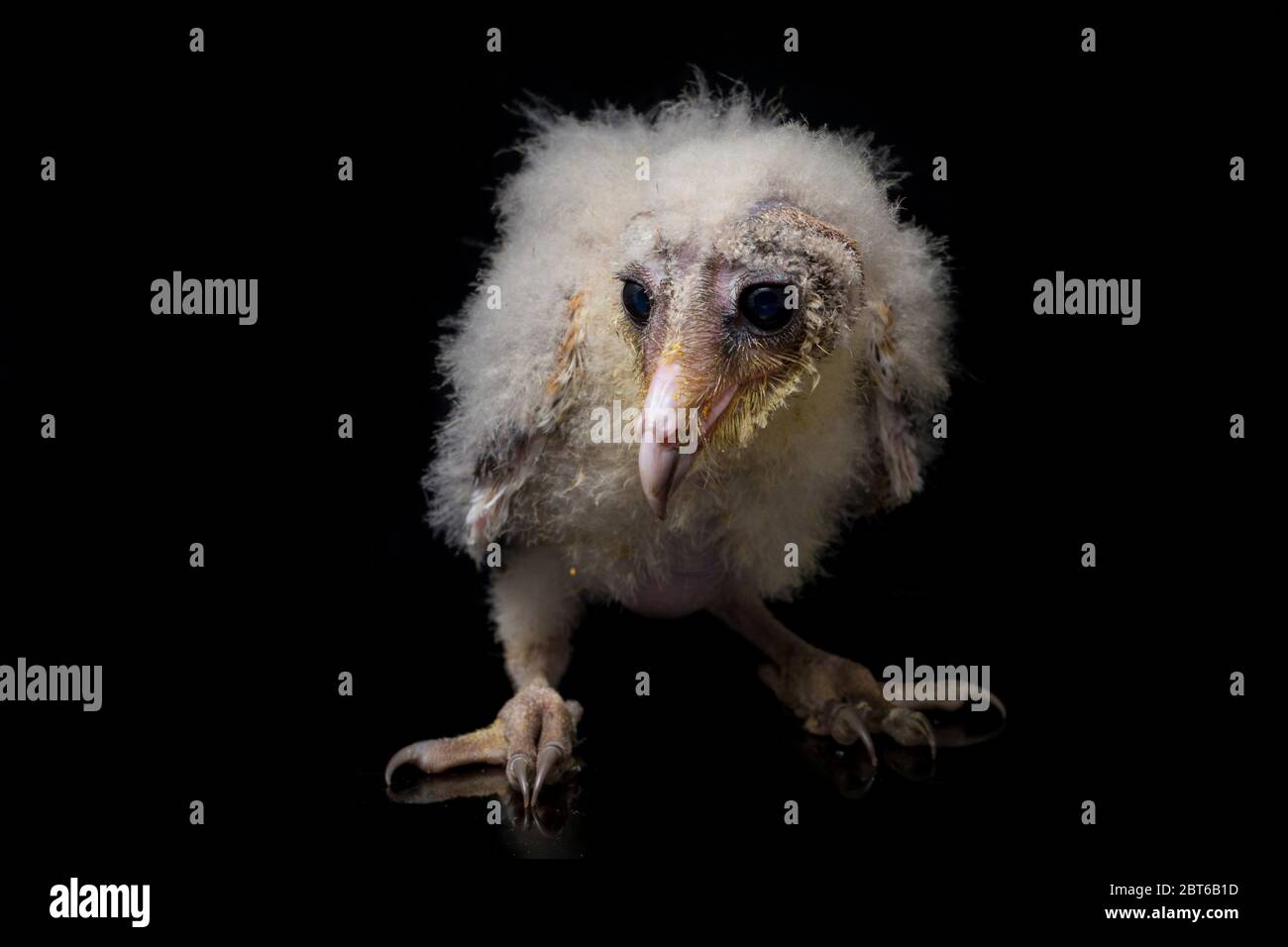 Un poussin de Barn Owl tyto alba isolé sur fond noir Banque D'Images Un poussin de Barn Owl tyto alba isolé sur fond noir Banque D'Images