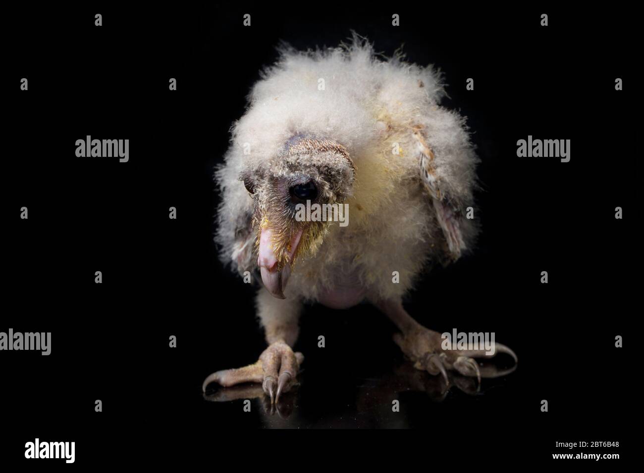Un poussin de Barn Owl tyto alba isolé sur fond noir Banque D'Images Un poussin de Barn Owl tyto alba isolé sur fond noir Banque D'Images