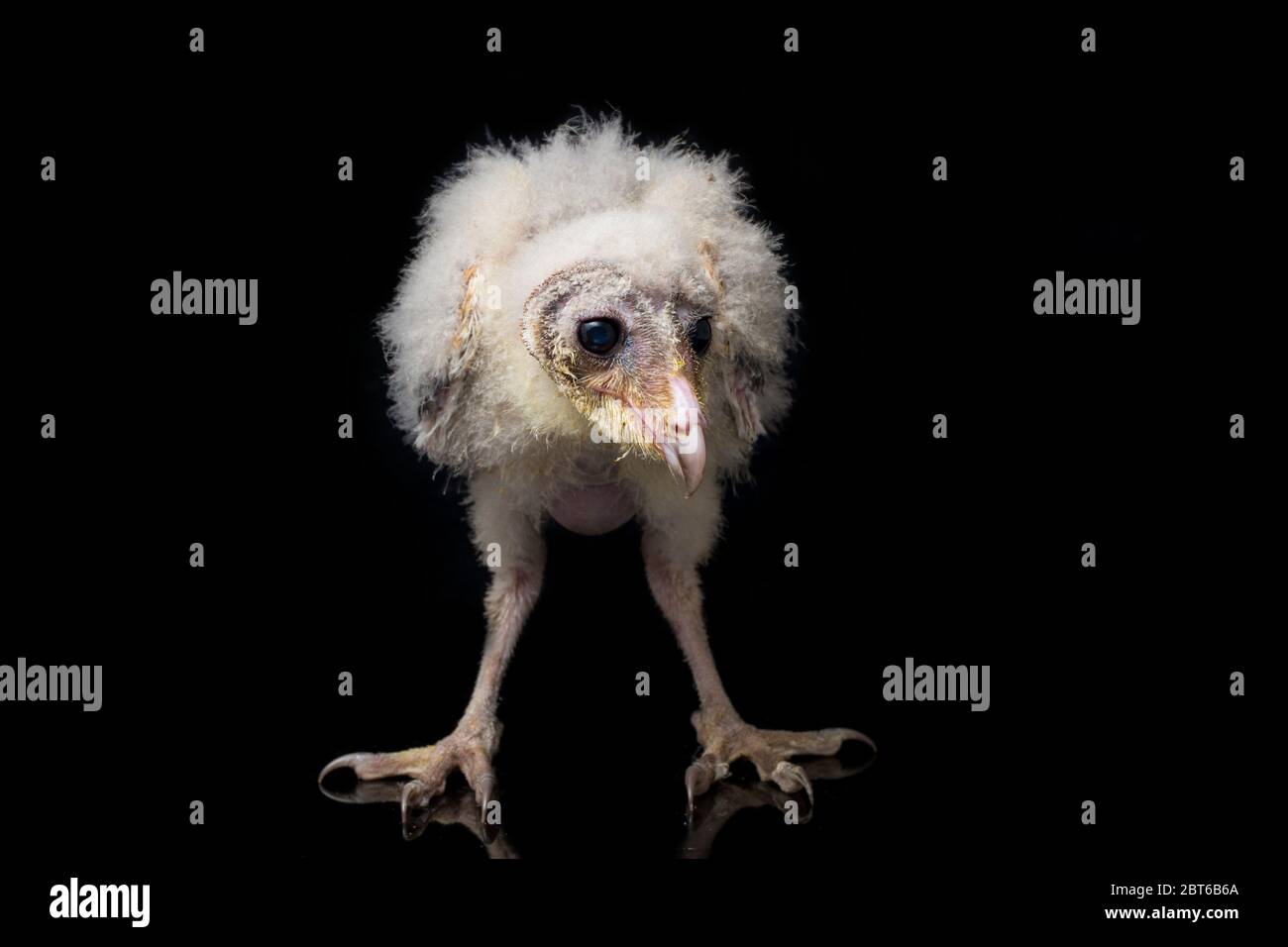 Un poussin de Barn Owl tyto alba isolé sur fond noir Banque D'Images Un poussin de Barn Owl tyto alba isolé sur fond noir Banque D'Images