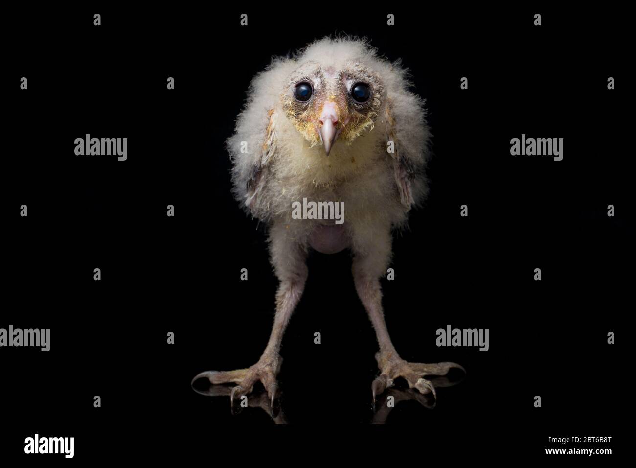 Un poussin de Barn Owl tyto alba isolé sur fond noir Banque D'Images Un poussin de Barn Owl tyto alba isolé sur fond noir Banque D'Images