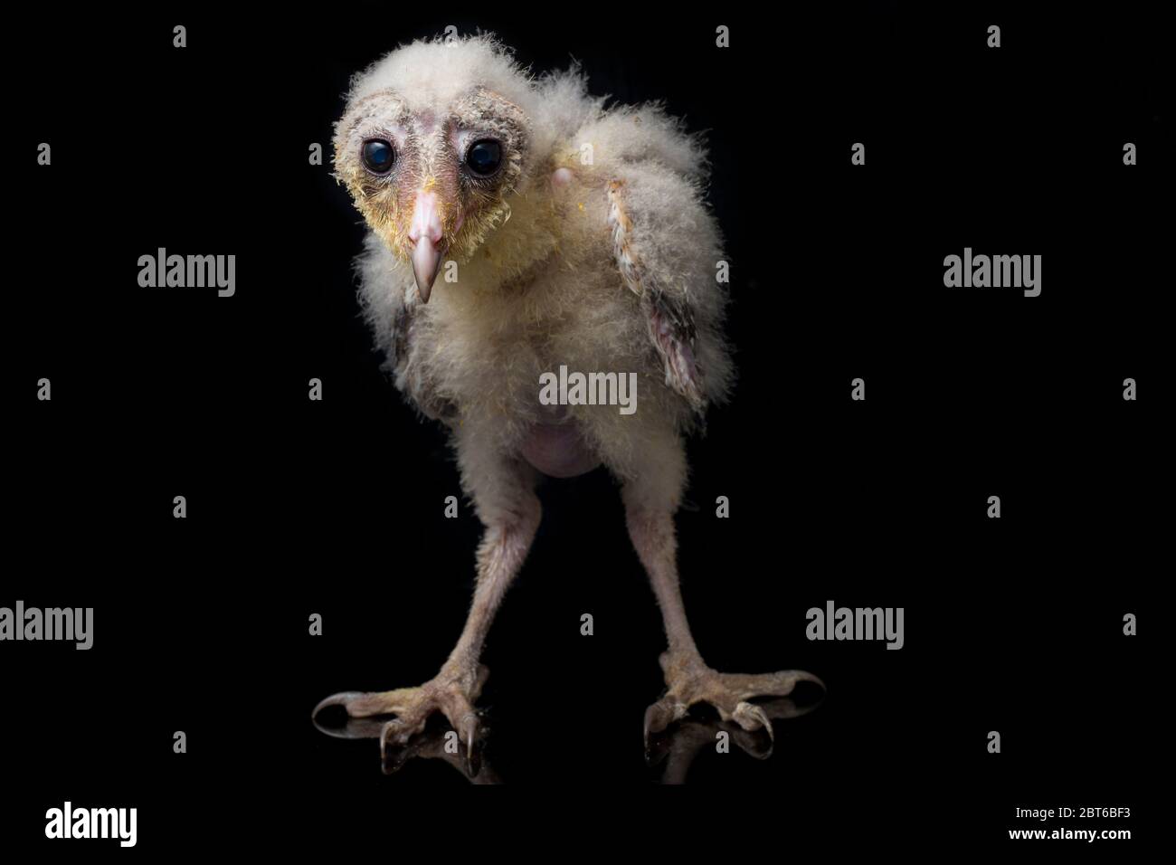 Un poussin de Barn Owl tyto alba isolé sur fond noir Banque D'Images Un poussin de Barn Owl tyto alba isolé sur fond noir Banque D'Images