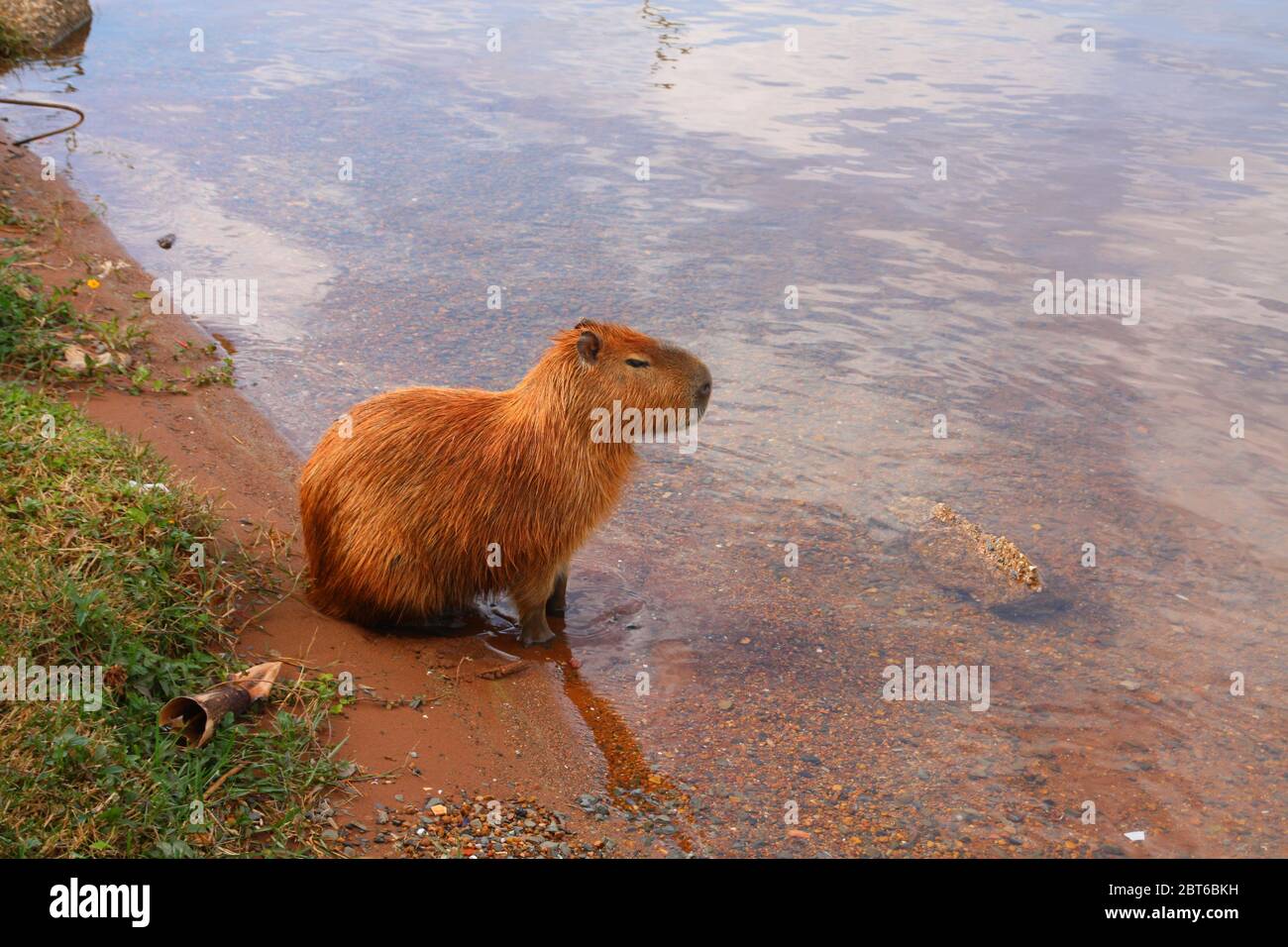 Capybara Hydrochoerus hydrochaeris sur la rive du lac Lago do Paranoá, Brasília, Brésil Banque D'Images