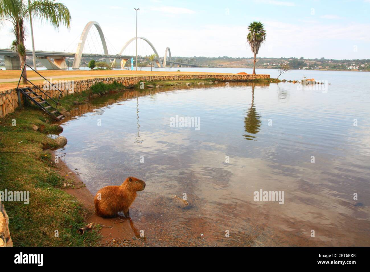 Capybara Hydrochoerus hydrochaeris sur la rive du lac Lago do Paranoá, Brasília, Brésil, pont Justcelino Kubitschek Banque D'Images