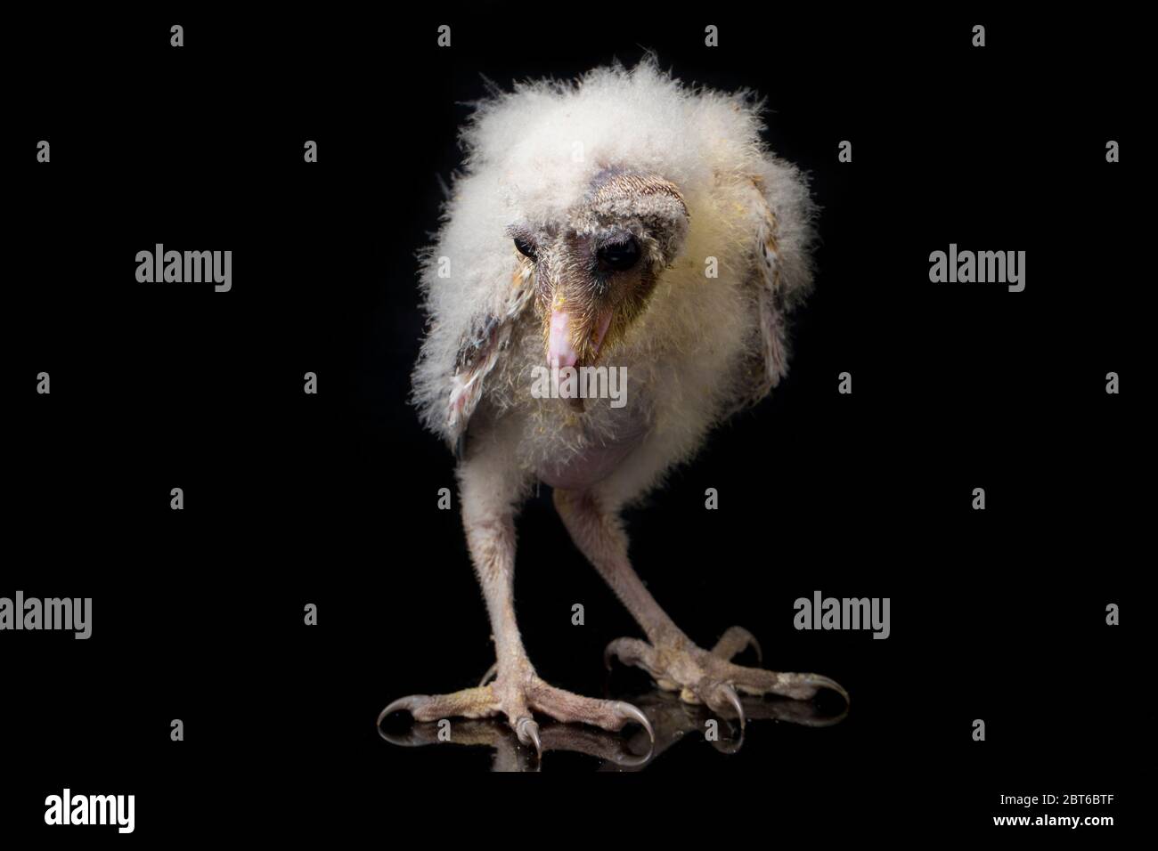 Un poussin de Barn Owl tyto alba isolé sur fond noir Banque D'Images Un poussin de Barn Owl tyto alba isolé sur fond noir Banque D'Images