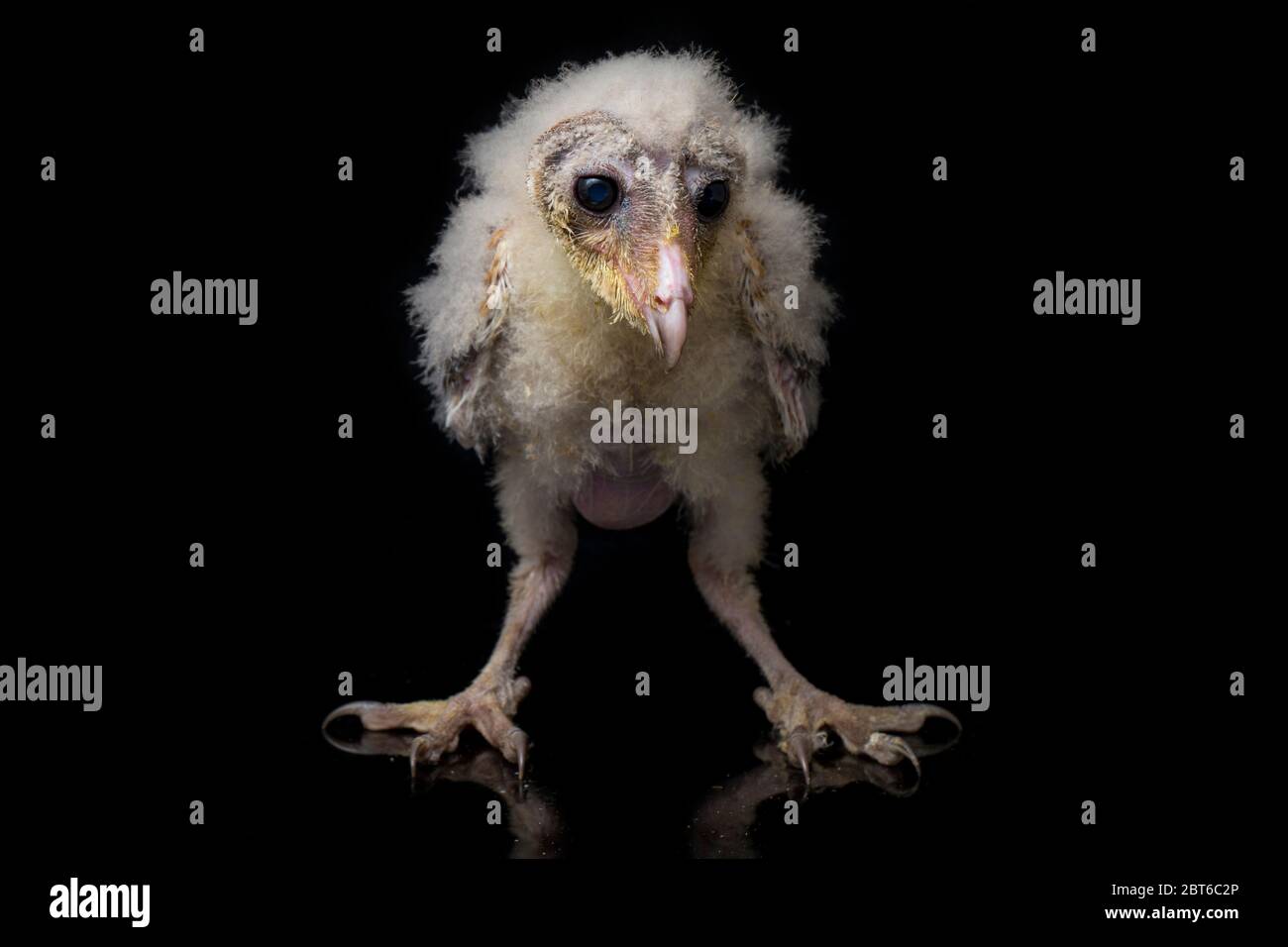 Un poussin de Barn Owl tyto alba isolé sur fond noir Banque D'Images Un poussin de Barn Owl tyto alba isolé sur fond noir Banque D'Images