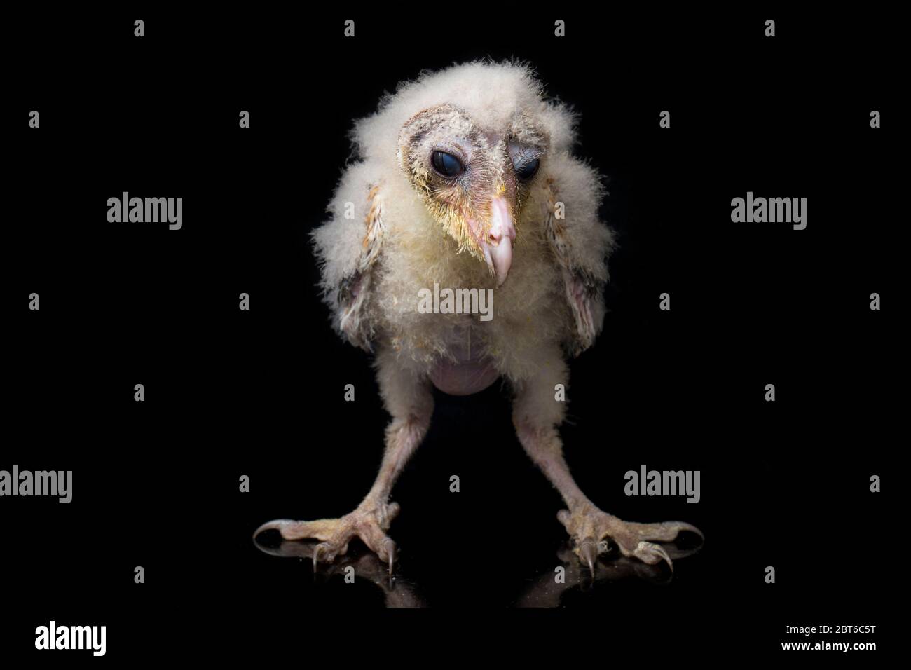 Un poussin de Barn Owl tyto alba isolé sur fond noir Banque D'Images Un poussin de Barn Owl tyto alba isolé sur fond noir Banque D'Images
