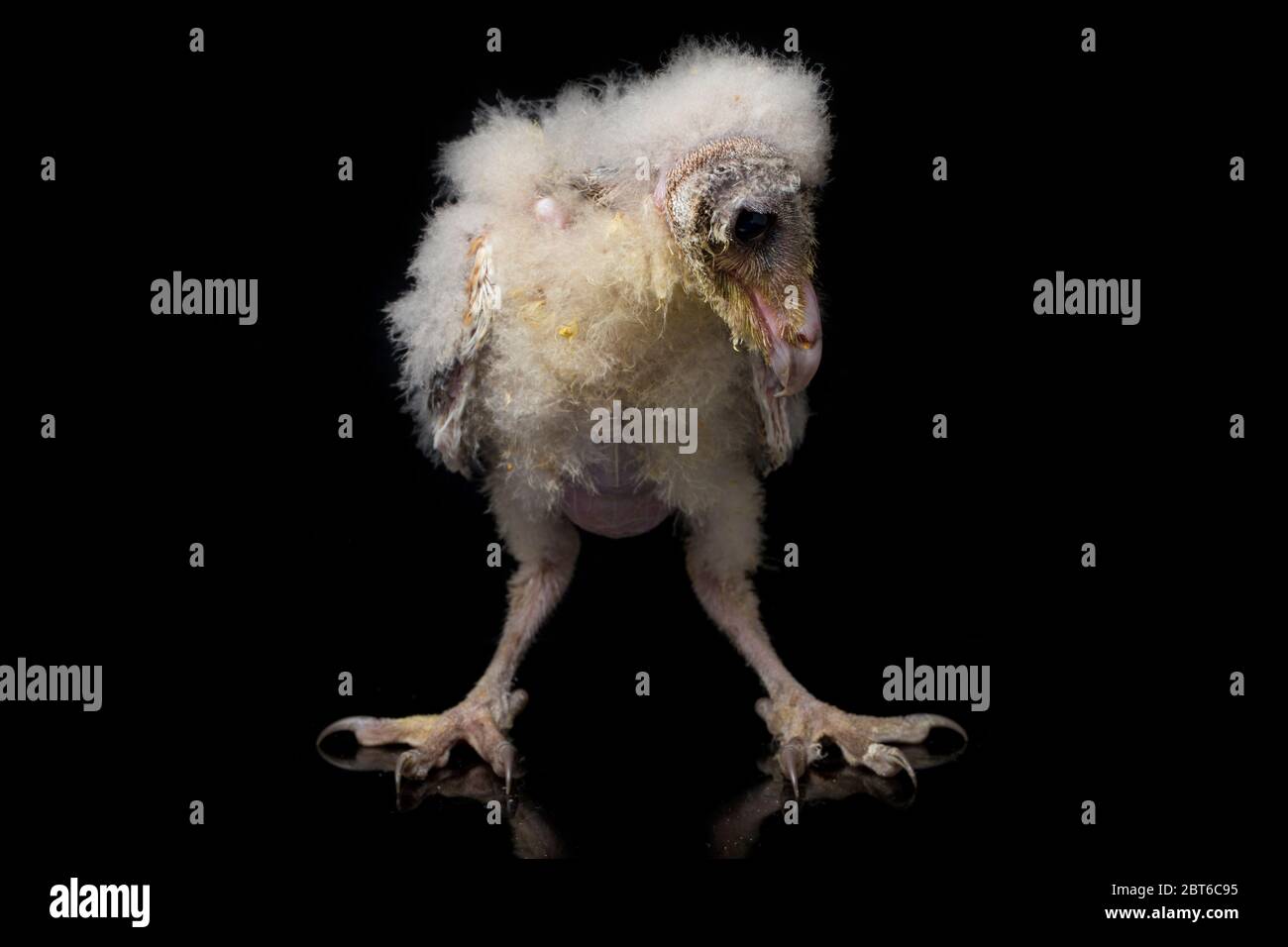 Un poussin de Barn Owl tyto alba isolé sur fond noir Banque D'Images Un poussin de Barn Owl tyto alba isolé sur fond noir Banque D'Images