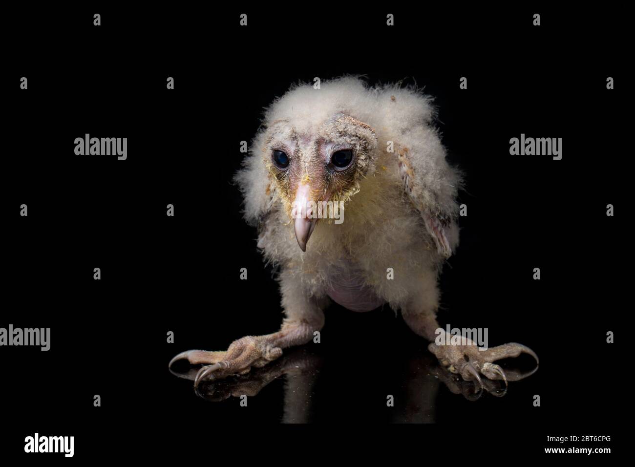 Un poussin de Barn Owl tyto alba isolé sur fond noir Banque D'Images Un poussin de Barn Owl tyto alba isolé sur fond noir Banque D'Images