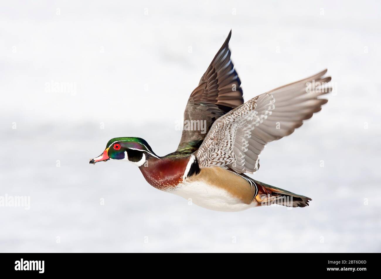 Un mâle de canard en bois (Aix sponsora) avec des ailes colorées qui survolent la neige d'hiver à Ottawa, Canada Banque D'Images