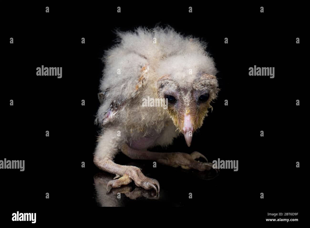 Un poussin de Barn Owl tyto alba isolé sur fond noir Banque D'Images Un poussin de Barn Owl tyto alba isolé sur fond noir Banque D'Images