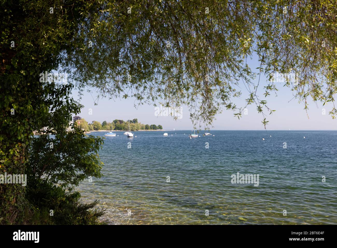 Belle vue sur le lac de Constance à rorschach, suisse, avec arbre suspendu Banque D'Images