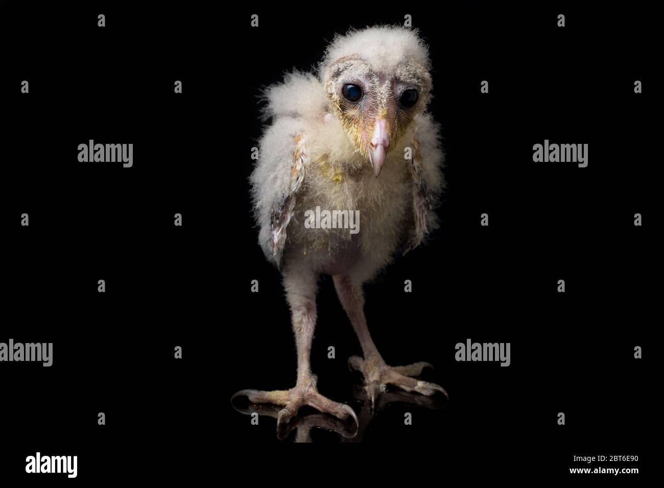 Un poussin de Barn Owl tyto alba isolé sur fond noir Banque D'Images Un poussin de Barn Owl tyto alba isolé sur fond noir Banque D'Images