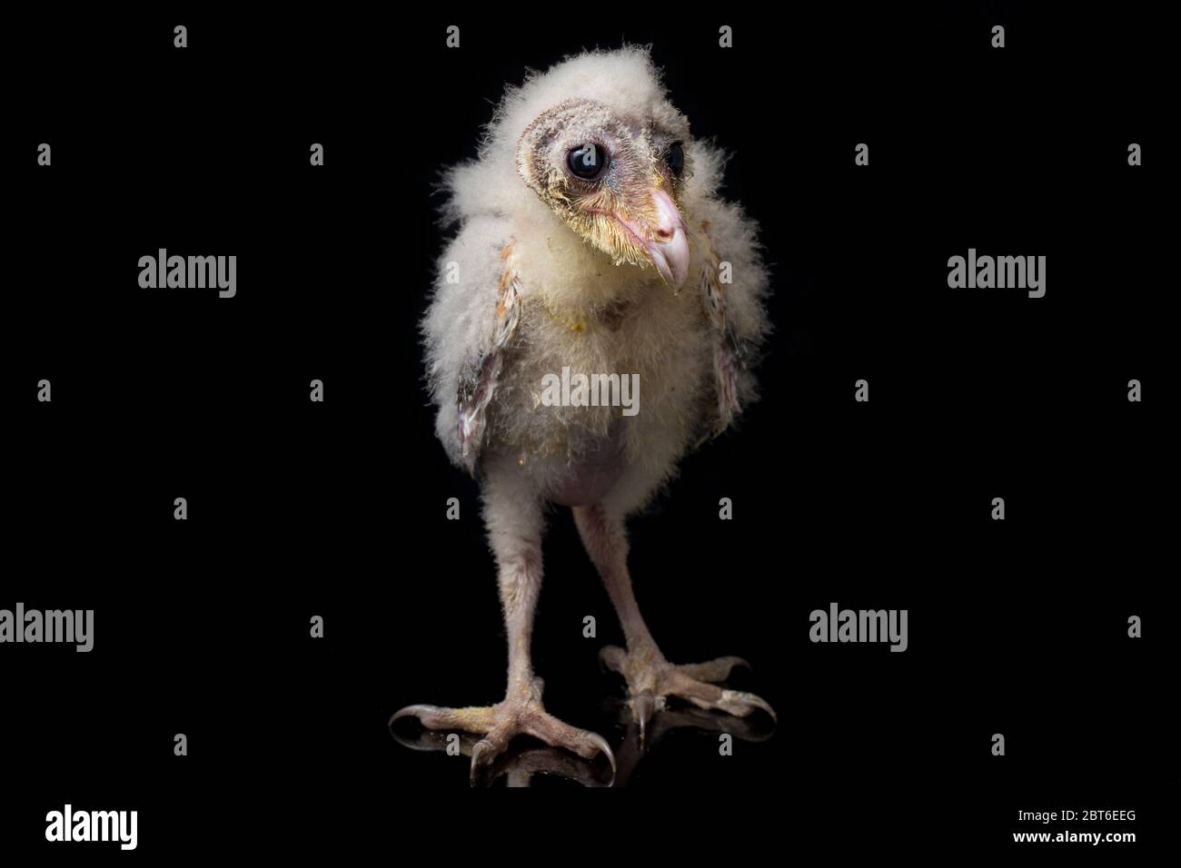 Un poussin de Barn Owl tyto alba isolé sur fond noir Banque D'Images Un poussin de Barn Owl tyto alba isolé sur fond noir Banque D'Images