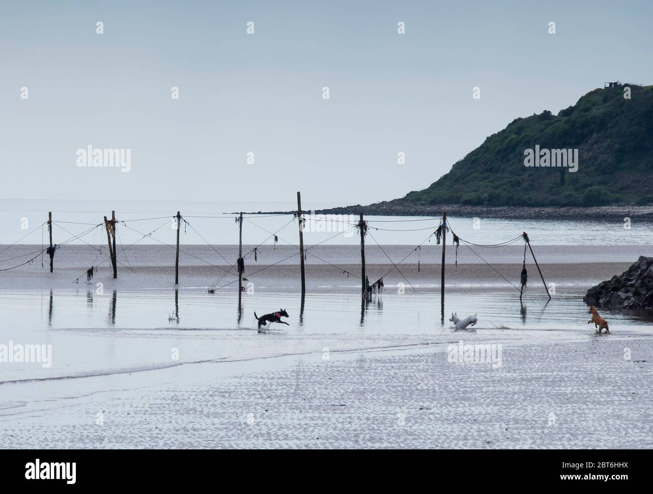 Chien marchant sur la plage de Sandyhills avec filets de piquet de saumon Banque D'Images