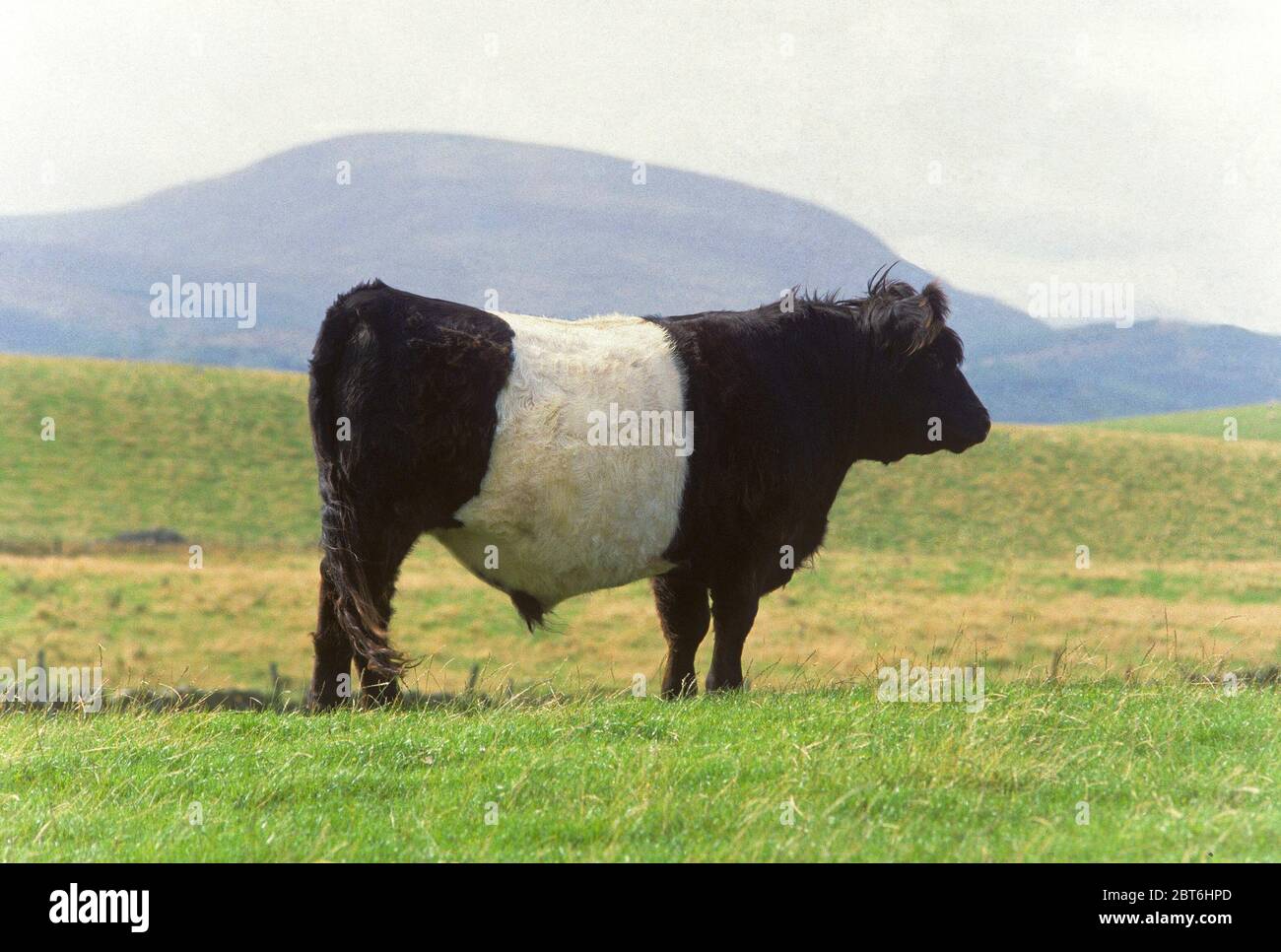 Galloway Bull Belted par Newton Stewart, Wigtownshire Banque D'Images