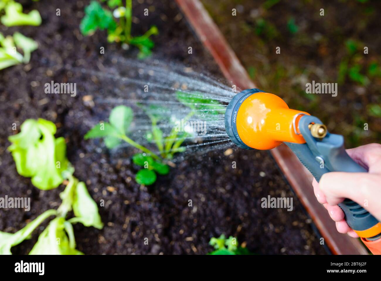 Arrosage d'un greengrocer avec des semis de légumes frais à l'aide d'un  tuyau de jardin - concentrez-vous sur le pistolet arrosoir Photo Stock -  Alamy