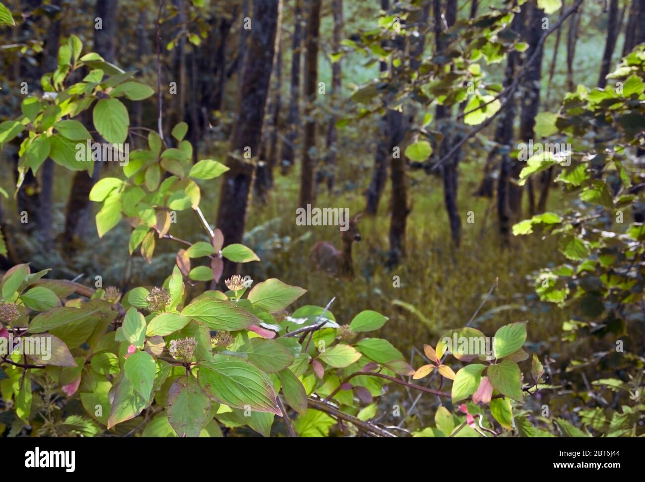 Le jeune cerf de Virginie est en forêt Banque D'Images
