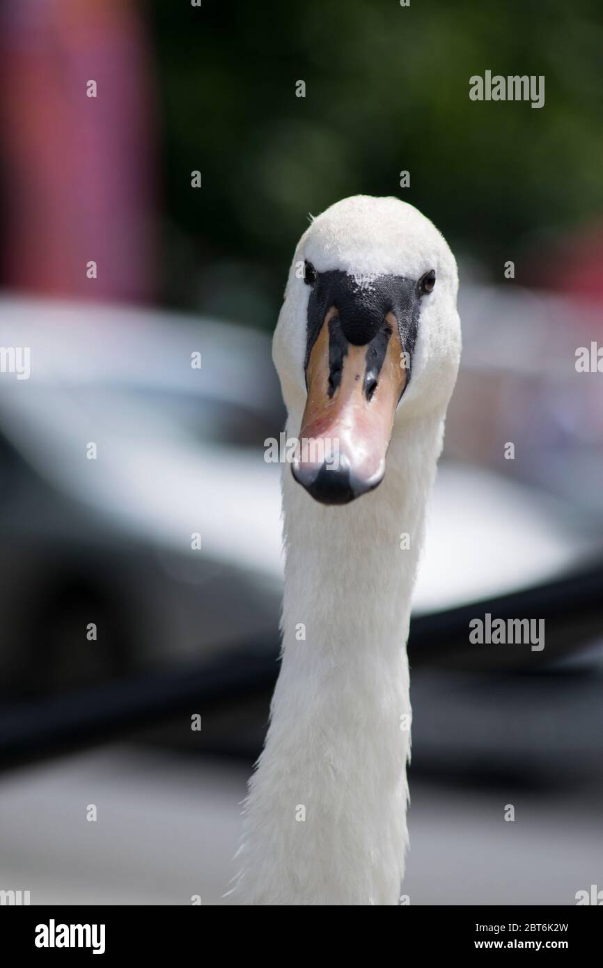 Gros plan sur une élégante tête de cygne Banque D'Images